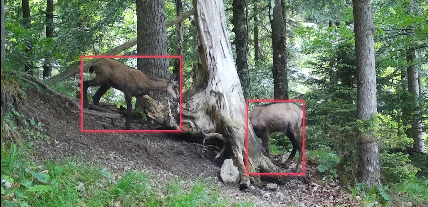 See what it saw