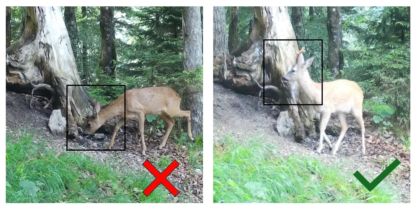 Antler check
